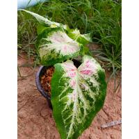 ราคา บอนสีฮกหลง กวนอิม กวนอู เจ้ากรุง อิเหนา และบอนสีอื่นๆ ส่งพร้อมกระถาง (17790828069)