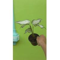 ราคา บอนสีฮกหลง กวนอิม กวนอู เจ้ากรุง อิเหนา และบอนสีอื่นๆ ส่งพร้อมกระถาง (17790828068)