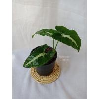 ราคา ต้นออมเพชร ลุ้นด่าง Syngonium wendlandii Schott ออมเพชร ต้นออมเพชรด่าง (15392038518)