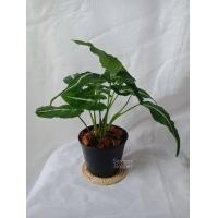 ราคา ต้นออมเพชร ลุ้นด่าง Syngonium wendlandii Schott ออมเพชร ต้นออมเพชรด่าง (15392038520)