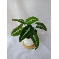 ราคา ต้นออมเพชร ลุ้นด่าง Syngonium wendlandii Schott ออมเพชร ต้นออมเพชรด่าง (15392038521)