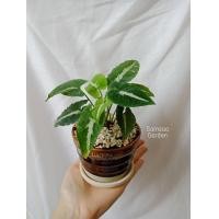 ราคา ต้นออมเพชร ลุ้นด่าง Syngonium wendlandii Schott ออมเพชร ต้นออมเพชรด่าง (16595164621)