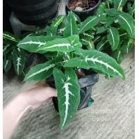 ราคา ต้นออมเพชร ลุ้นด่าง Syngonium wendlandii Schott ออมเพชร ต้นออมเพชรด่าง (16595164619)