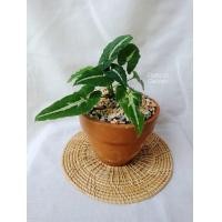 ราคา ต้นออมเพชร ลุ้นด่าง Syngonium wendlandii Schott ออมเพชร ต้นออมเพชรด่าง (16595164628)