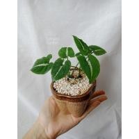 ราคา ต้นออมเพชร ลุ้นด่าง Syngonium wendlandii Schott ออมเพชร ต้นออมเพชรด่าง (16595164627)