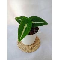 ราคา ต้นออมเพชร ลุ้นด่าง Syngonium wendlandii Schott ออมเพชร ต้นออมเพชรด่าง (15392038519)