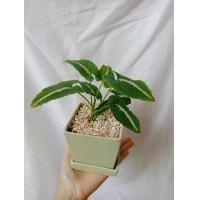 ราคา ต้นออมเพชร ลุ้นด่าง Syngonium wendlandii Schott ออมเพชร ต้นออมเพชรด่าง (16595164622)