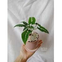 ราคา ต้นออมเพชร ลุ้นด่าง Syngonium wendlandii Schott ออมเพชร ต้นออมเพชรด่าง (16595164620)