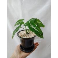 ราคา ต้นออมเพชร ลุ้นด่าง Syngonium wendlandii Schott ออมเพชร ต้นออมเพชรด่าง (16595164626)