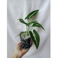 ราคา ต้นออมเพชร ลุ้นด่าง Syngonium wendlandii Schott ออมเพชร ต้นออมเพชรด่าง (16595164625)