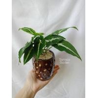 ราคา ต้นออมเพชร ลุ้นด่าง Syngonium wendlandii Schott ออมเพชร ต้นออมเพชรด่าง (16595164624)