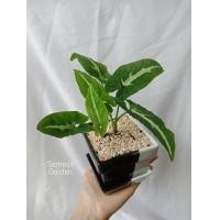 ราคา ต้นออมเพชร ลุ้นด่าง Syngonium wendlandii Schott ออมเพชร ต้นออมเพชรด่าง (16595164623)