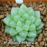 ราคา Haworthia obtusa Hikaru A044 (15706609634)