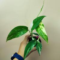 ราคา อิพิด่างขาว ไม้ชำข้อ อิพิเพรมนั่มด่างขาว Epipremnum Pinnatum Variegated (19026129687)