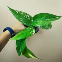 ราคา อิพิด่างขาว ไม้ชำข้อ อิพิเพรมนั่มด่างขาว Epipremnum Pinnatum Variegated (19026129685)