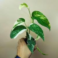 ราคา อิพิด่างขาว ไม้ชำข้อ อิพิเพรมนั่มด่างขาว Epipremnum Pinnatum Variegated (19026129684)