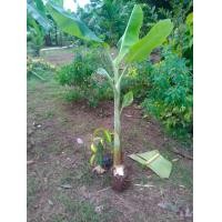 ราคา หน่อกล้วยพระราชทาน หน่อกล้วยพระเทพ หน่อกล้วยน้ำว้าพันธุ์เตี้ย หวีใหญ่ ลูกดก ต้นเตี้ย ราคาถูก ส่งแบบตัดใบ พร้อมส่ง (9573721823)