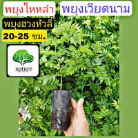 ราคา ต้นพยุงไหหลำ ต้นไม้ตาย เคลมฟรี ในระหว่างขนส่ง รับผิดชอบเเน่นอน ต้นพยุงฮวงหัวลี่ ต้นพยุงเวียดนาม พยุงไหหลำ พยุงฮวงหัวลี่ พยุงเวียดนาม ไม้ชนิดเดียวกับ ต้นพยุงไทย (8985981665)