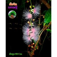 ราคา ต้นจิกเศรษฐี ต้นจิกนมยาน ทุกต้นออกดอก (15418409966)