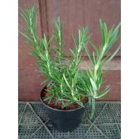 ราคา ต้นพันธ์ุโรสเมรี่ ต้นโรสเมรี่กระถาง 4 นิ้วขนาดประหยัด (8331059339)