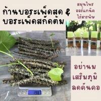 ราคา บอระเพ็ดสดสกัดต้ม ก้านบอระเพ็ด ขมดี organic หย่านม อม ดูด สัตว์กัด แทะ (18027979896)