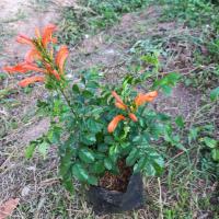 ราคา ต้นพวงแสดต้นพวงแสดดอกสีส้ม (11426178417)