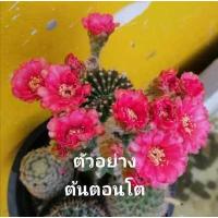 ราคา อิชินอป Echinopsis ต้นโตไปเป็นกอสวย มีเสน่ห์ดอกใหญ่มาก เลี้ยงง่าย จัดส่งต้นเป็นต้น (12073930067)