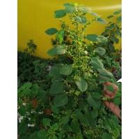 ราคา กัญชาแมว ตำแยแมว สมุนไพรพื้นบ้าน ส่งต้นไม่มีกระถาง (16203147397)