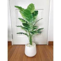 ราคา ต้นไม้ปลอม ต้นไม้ประดิษฐ์ ต้นกล้วยด่างฟลอริด้า พร้อมกระถางแถมฟรีหิน พร้อมส่ง (16321055881)