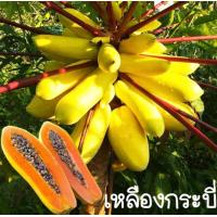 ราคา เมล็ดมะละกอ เหลืองกระบี่ 20 เมล็ด (14209131117)