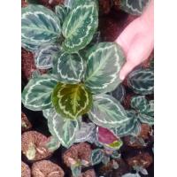 ราคา คล้านกยูงเขียว ส่งพร้อมถุงขนาด 4 9 นิ้ว (17440819630)