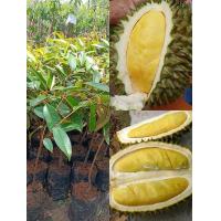 ราคา ต้นทุเรียนก้านยาว ก้านยาวเป็นพันธุ์ที่มีราคาแพง หากินยาก และมีรสชาติหวานมันกลมกล่อม ลักษณะเด่นของพันธุ์นี้คือก้านจะยาวกว่าทุเรียนพันธุ์ ความสูง 60 70ซม (14043541062)