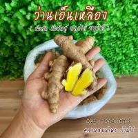 ราคา ว่าน เอ็นเหลือง 1 กิโลกรัม ปลูกได้ ทานดี เอ็นเหลืองสด ปลอดสารเคมี สมุนไพรปลูกออร์แกนิค 100 (6291512071)