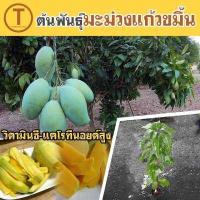 ราคา มะม่วงแก้วขมิ้น แบบทาบกิ่ง รสชาติดี มีวิตามินซี แคโรทีนอยด์สูง แพ็ค 1 ต้น ความสูงต้นพันธุ์ 60 70 cm เมล็ดลีบบาง เนื้อเยอะ รสชาติดี มะม่วงแก้วขมิ้นรับประทานได้ทั้งผลดิบและผลสุก ต (851290067)