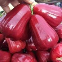 ราคา ต้นชมพู่ทับทิมจันทร์ ตอนกิ่ง ชมพู่ทับทิมจันทร์ เป็นผลไม้ที่ตลาดมีความต้องการค่อนข้างสูง มีรสชาติที่หวาน กรอบ เนื้อแน่น สีแดงเ (16292627862)