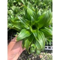 ราคา วาสนาโชค 9 ชั้น ต้นวาสนา ไม้มงคลเรียกทรัพย์ ฟอกอากา (10343236071)