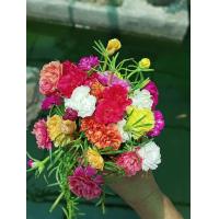 ราคา กิ่งแพรเซี่ยงไฮ้ ดอกแพรเซี่ยงไฮ้ คุณนายตื่นสาย 50 กิ่ง คละทุกสี (9456139927)
