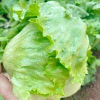 ราคา เมล็ดพันธุ์ ผักกาดแก้ว หอมห่อ 1100 เมล็ด 10 เเถม 1 คละได้ (8796769158)