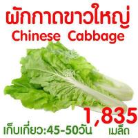 ราคา ค่าส่งถูก สารละลาย AB 800mlx2ขวด ไฮโดรโปนิกส์ เอบี ธาตุอาหาร น้ำ ผักไฮโดร Hydroponics ผักสลัด ผักไทย ผักจีน ปลูกพืชไร้ดิน ปลูกผักไฮโดร ส่งไว ผักโตเร็ว ขึ้นฉ่าย คะน้า กวางตุ้ง คอส ผักกาด (18461781460)