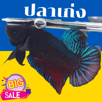 ราคา ปลากัดหม้อเน้นกัดหน้า กัดตา สายดุดัน หม้อนำเข้าจากฟาร์มใหญ่ ส่งด่วน (17492194903)