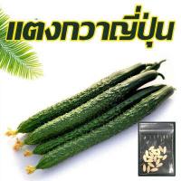 ราคา เมล็ดแตงกวาญี่ปุ่น 15เมล็ด เมล็ดพันธุ์แตงกวาญี่ปุ่น 10แถม1 Japanese cucumber (7924603996)