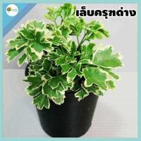 ราคา ต้นไม้จิ๋ว ต้นเล็บครุฑด่าง เล็บครุฑด่าง พร้อมกระถาง 3นิ้วฟรี ไม้มงคล วางบนโต๊ะทำงานได้ ไม้ฟอกอากาศ ไม้จิ๋วแคระ (10152568187)