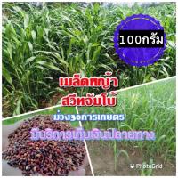 ราคา เมล็ดหญ้าสวีทจัมโบ้ 1 กิโลกรัม หญ้า สวีทจัมโบ้ พร้อมปลูก รับประกันการงอก หญ้าเลี้ยงสัตว์ หญ้า พันธ์ุหญ้า หญ้าเลี้ยงวัว (18090723819)