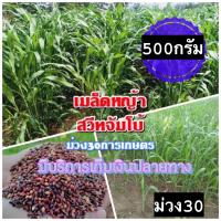 ราคา เมล็ดหญ้าสวีทจัมโบ้ 1 กิโลกรัม หญ้า สวีทจัมโบ้ พร้อมปลูก รับประกันการงอก หญ้าเลี้ยงสัตว์ หญ้า พันธ์ุหญ้า หญ้าเลี้ยงวัว (17500005085)