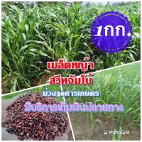 ราคา เมล็ดหญ้าสวีทจัมโบ้ 1 กิโลกรัม หญ้า สวีทจัมโบ้ พร้อมปลูก รับประกันการงอก หญ้าเลี้ยงสัตว์ หญ้า พันธ์ุหญ้า หญ้าเลี้ยงวัว (17500005086)