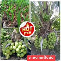 ราคา มะพร้าวน้ำหอมต้นเตี้ย100 ขายมานาน จัดโปรโมชั่น บ้านแพ้วแท้รากหอมใบเตย รสชาติหอมหวาน จำหน่ายเป็นต้น (10317772507)