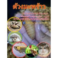 ราคา ด้วงมะพร้าว ด้วงสาคู ออแกนิก100 นน 200กรัม แบบสด สำหรับสัตว์เลี้ยง (10044742019)