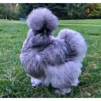ราคา Silkie chicken 1 ฟอง ไข่เชื้อ ไก่ซิลกี้อเมริกา รับประกันไข่เชื้อแตกระหว่างขนส่ง (17540986123)
