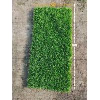 ราคา หญ้านวลน้อย หญ้าสด (17791141053)