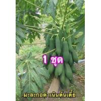 ราคา เมล็ดมะละกอ แขกนวลดำเนิน 30 เมล็ด ต้นเตี้ย ลูกดก ส้มตำ (8765619681)